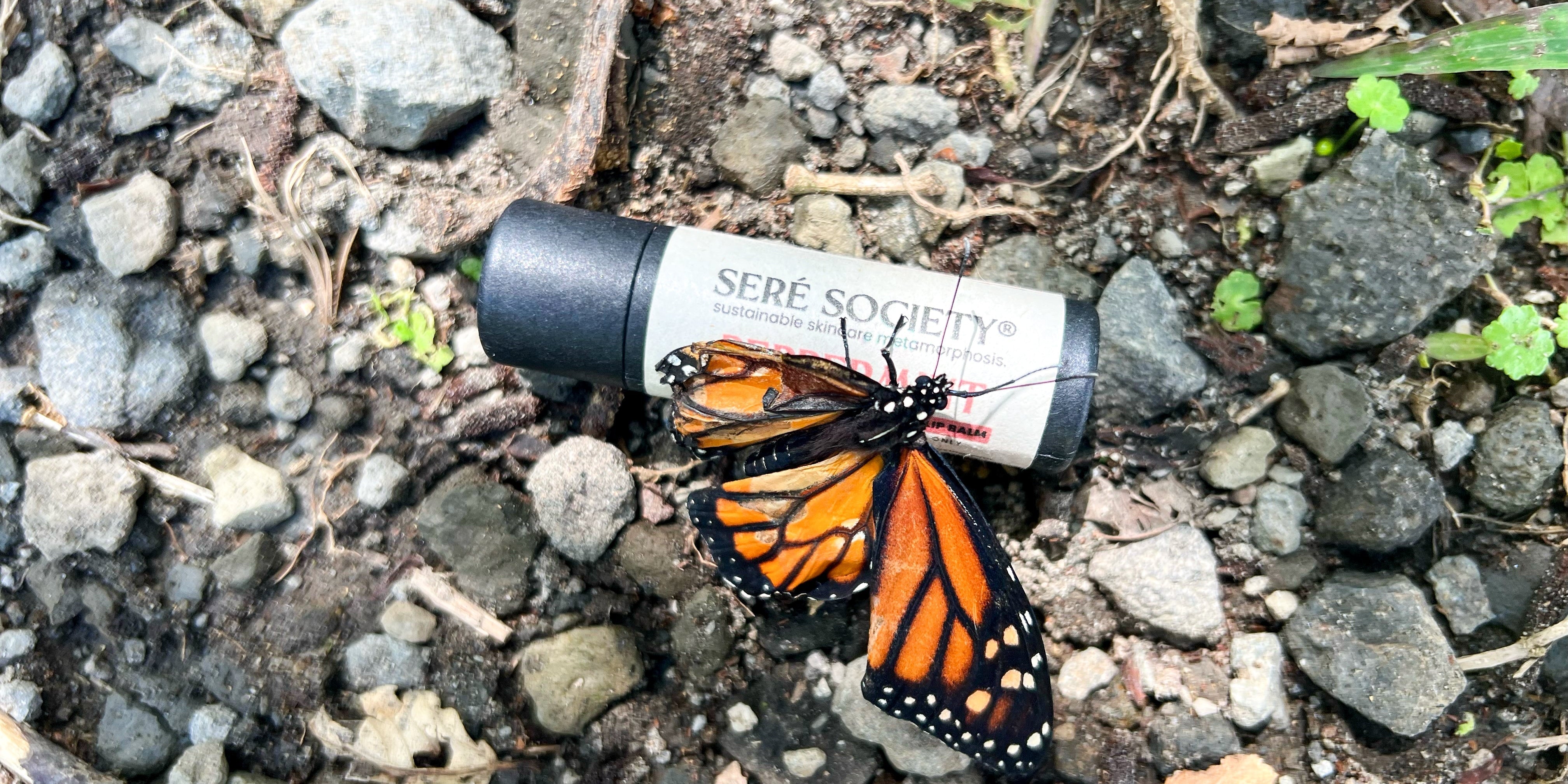 Spreading Our Wings: How Seré Society Is Supporting Butterfly Conservation