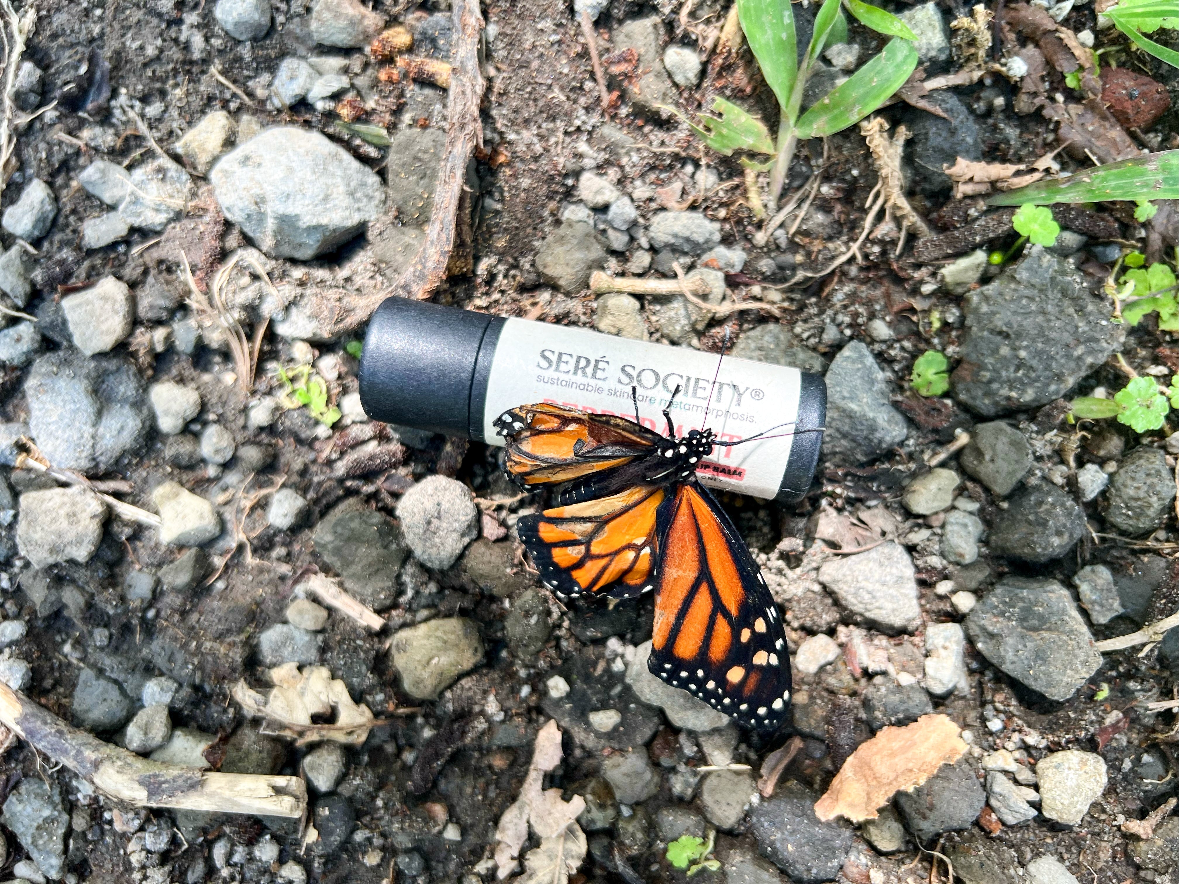 Spreading Our Wings: How Seré Society Is Supporting Butterfly Conservation